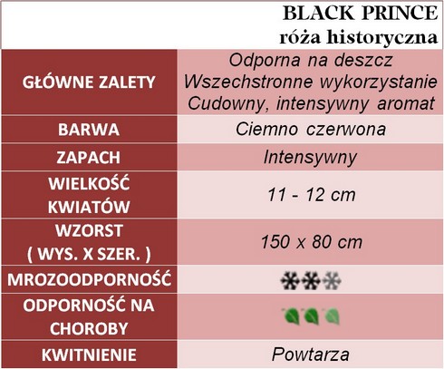 BLACK PRINCE róża historyczna gł zal